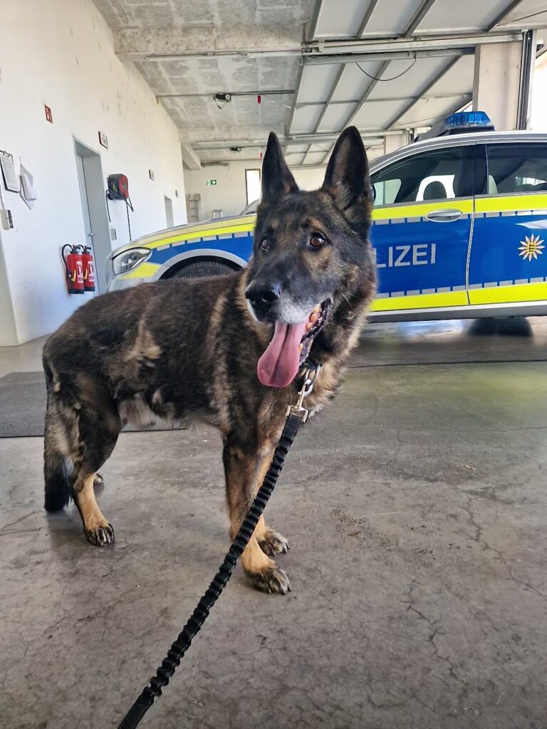 Haslach: Entlaufener Schäferhund ist wieder zu Hause