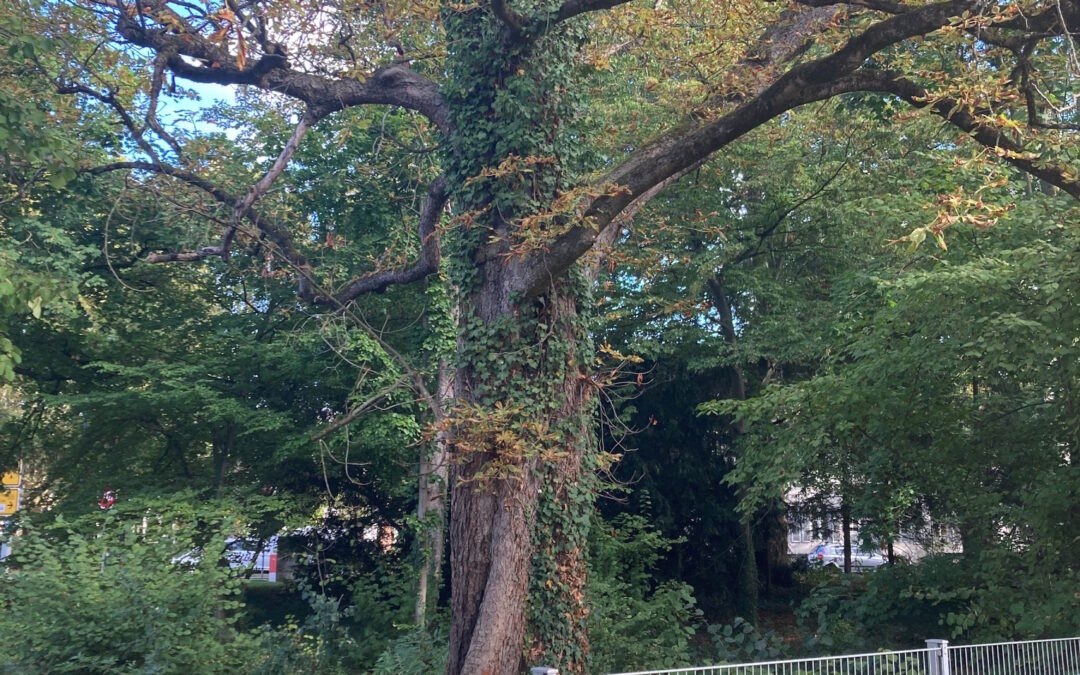 Lahr: Welche Bäume in den Parks jetzt gefällt werden müssen