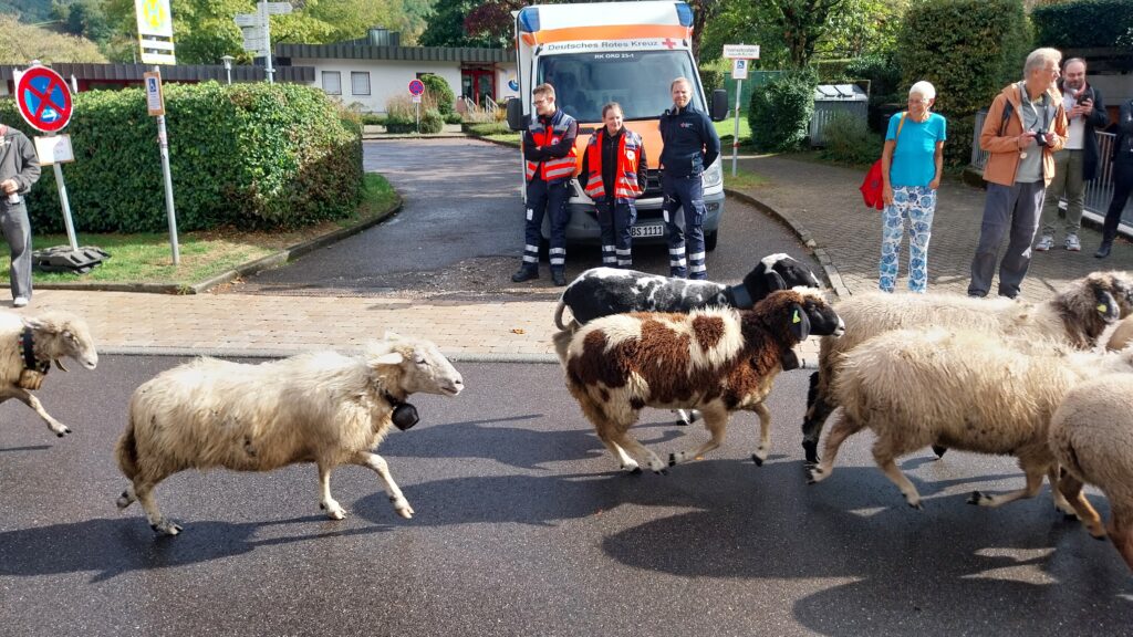 DRK wieder bei zahlreichen Veranstaltungen rund um Freiburg im Einsatz