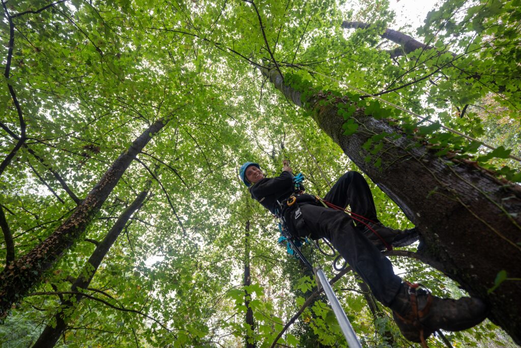 Freiburg: Erste Spitzahornernte soll Wälder widerstandsfähiger machen