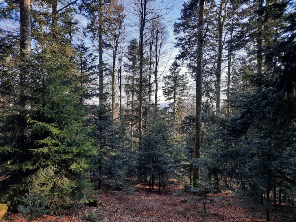 Wald-Tagung in Schopfheim: Jagd soll Wälder klimafester machen