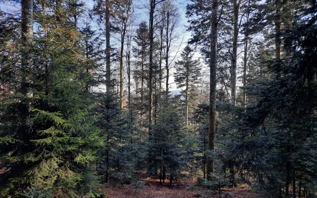 Wald-Tagung in Schopfheim: Jagd soll Wälder klimafester machen