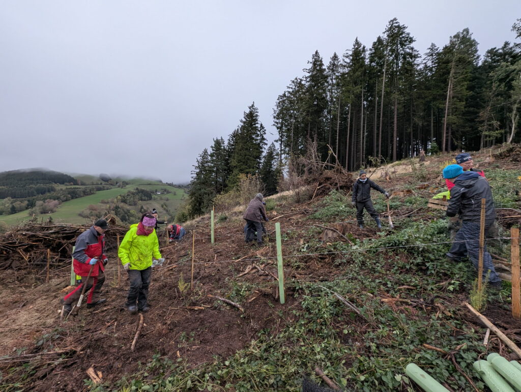 St. Peter: 400 neue Bäume sollen den Wald stärken