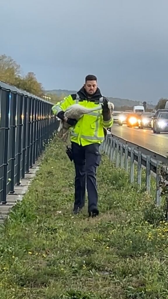 Zwei Schwäne auf der A5: Polizei sperrt Autobahn bei Mahlberg