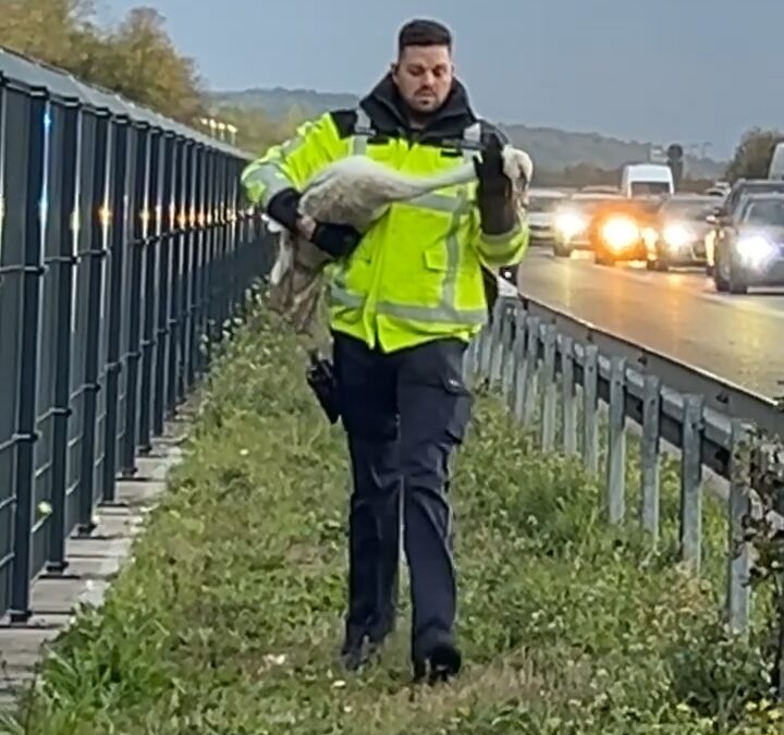 Zwei Schwäne auf der A5: Polizei sperrt Autobahn bei Mahlberg