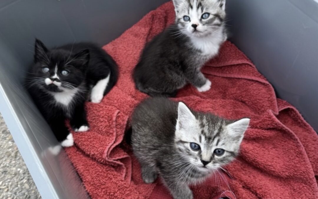 Freiburg: Drei Katzenbabys in Regionalzug ausgesetzt