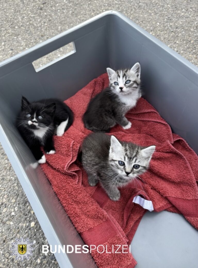 Freiburg: Drei Katzenbabys in Regionalzug ausgesetzt