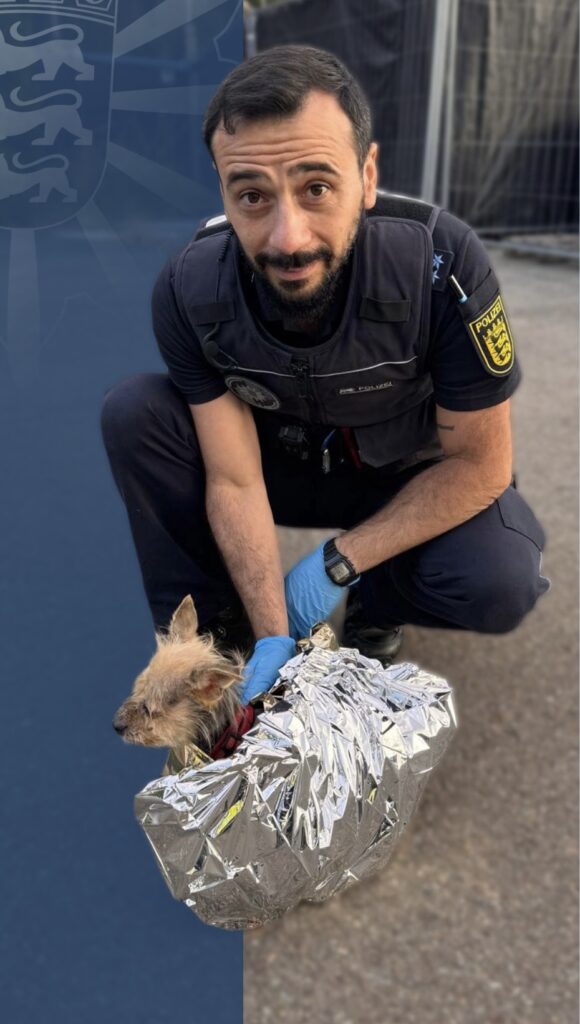 Zell am Harmersbach: Verwahrloster Hund aus Wohnung gerettet