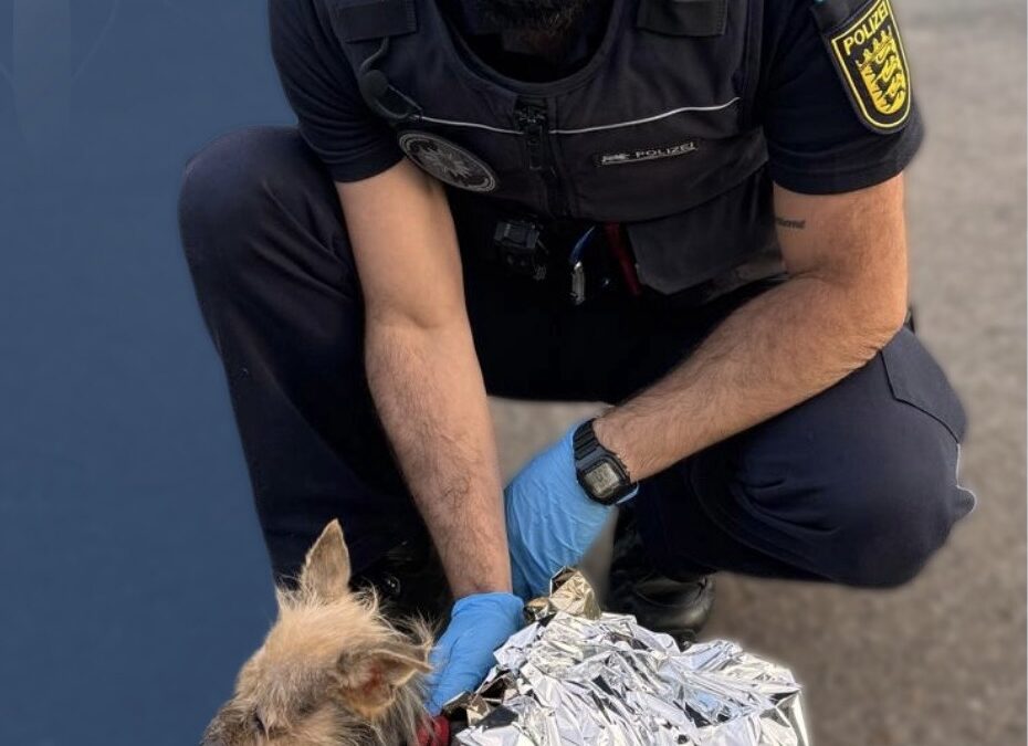 Zell am Harmersbach: Verwahrloster Hund aus Wohnung gerettet