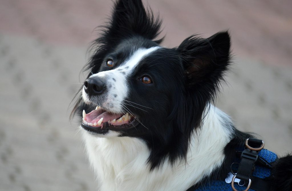 Freiburg-Mooswald: Frau bei Angriff von Hund gebissen und verletzt