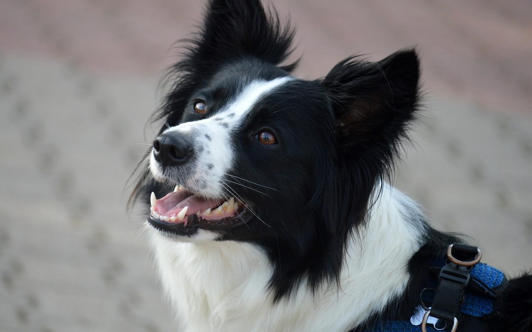 Freiburg-Mooswald: Frau bei Angriff von Hund gebissen und verletzt