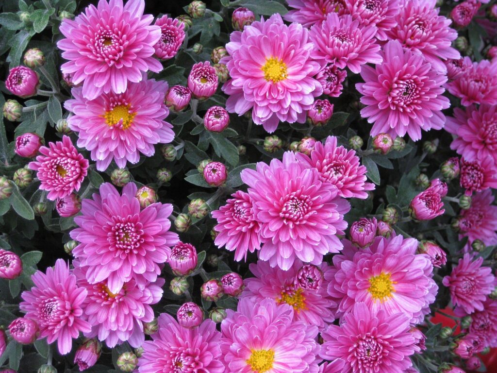 Lahr blüht wieder auf: Das erwartet euch zum Start der Chrysanthema